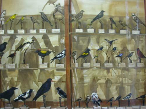 case-of-birds-oil-on-linen-.jpg - Case of Birds 
Oil on Linen 2007